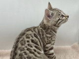 2 chatons mâles Bengal snow disponibles à la réservation (LOOF)