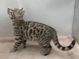 2 chatons mâles Bengal snow disponibles à la réservation (LOOF)
