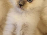 Chatons Sacré de Birmanie LOOF à vendre