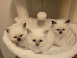Chatons Sacré de Birmanie LOOF à vendre