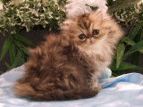 3 chatons Persans LOOF à réserver