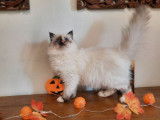 Une chatonne Sacrée de Birmanie LOOF disponible à la vente