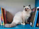 Une chatonne Sacrée de Birmanie LOOF disponible à la vente