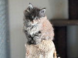 À vendre 2 chatonnes Main Coons non LOOF