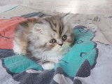2 chatonnes Persans LOOF à réserver