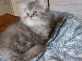 2 chatonnes Persans LOOF à réserver