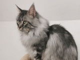 Disponible pour saillie un chat Maine Coon noir LOOF de 5 ans