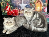 2 chatons mâles Exotic Shorthair LOOF au pelage silver à vendre