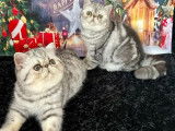 2 chatons mâles Exotic Shorthair LOOF au pelage silver à vendre