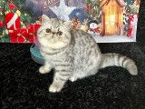 2 chatons mâles Exotic Shorthair LOOF au pelage silver à vendre