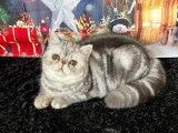 2 chatons mâles Exotic Shorthair LOOF au pelage silver à vendre