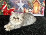 2 chatons mâles Exotic Shorthair LOOF au pelage silver à vendre