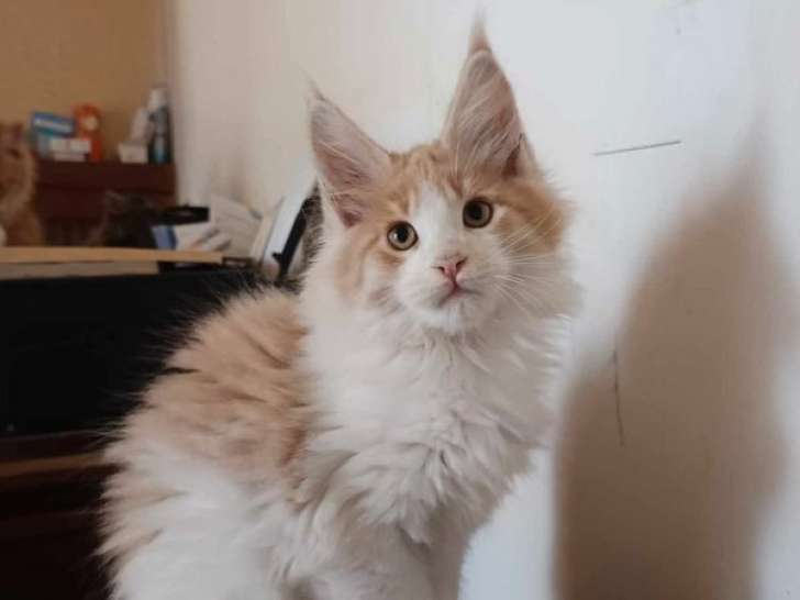 Un chaton mâle Maine Coon bicolore LOOF disponible à la vente