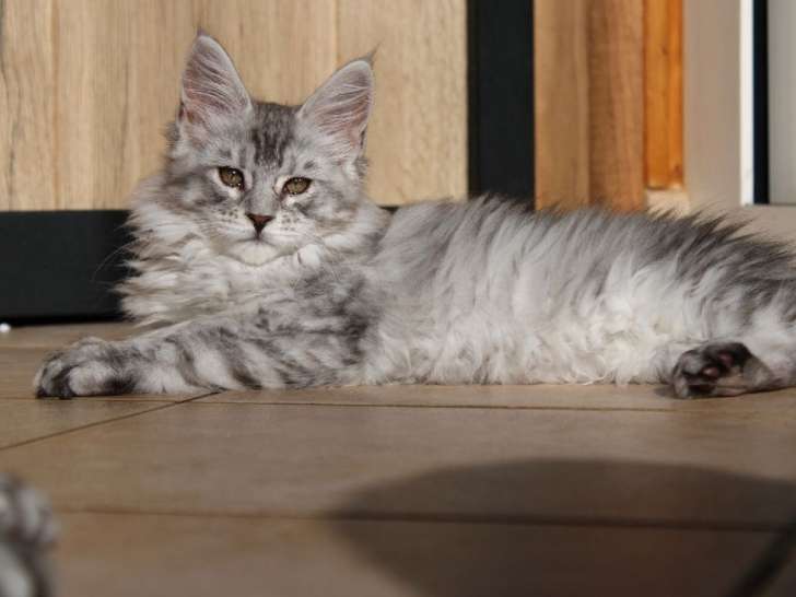 3 chatons Maine Coons black silver LOOF disponibles à la réservation