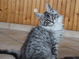 3 chatons Maine Coons black silver LOOF disponibles à la réservation