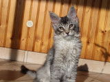 3 chatons Maine Coons black silver LOOF disponibles à la réservation