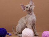 Chatonne Devon Rex à vendre