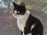 Eris, chatte à adopter