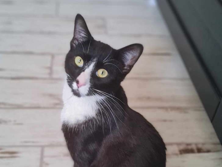 Turbo, chaton à adopter