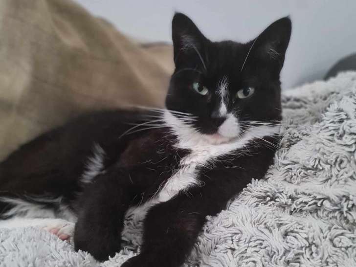 Miss Teigne, chatte à adopter