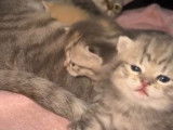 3 adorables chatons British Shorthair à vendre