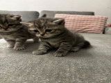 3 adorables chatons British Shorthair à vendre