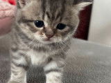 3 adorables chatons British Shorthair à vendre
