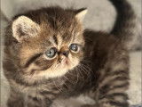 Chaton mâle Exotic Shorthair LOOF à réserver