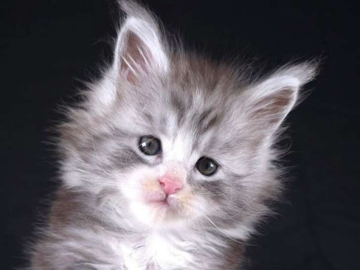 Chatons Maine Coon LOOF à vendre