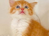 À réserver : 8 chatons Sibériens LOOF