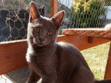 Pierrette, chatonne à adopter