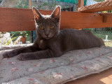 Pierrette, chatonne à adopter