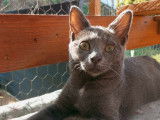 Pierrette, chatonne à adopter