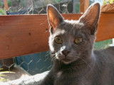 Pierrette, chatonne à adopter