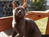 Pierrette, chatonne à adopter