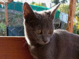 Pierrette, chatonne à adopter