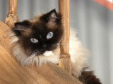 Chatte Ragdoll LOOF à vendre