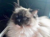 Chatte Ragdoll LOOF à vendre
