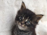 Chaton Maine Coon LOOF à vendre