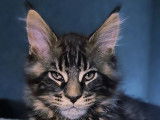 Chaton Maine Coon LOOF à vendre