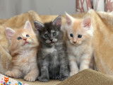Chatons Maine Coon à vendre