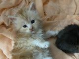 Chatons Maine Coon &agrave; vendre