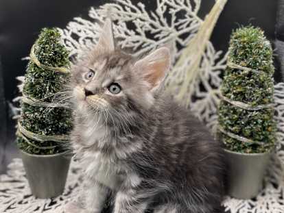 Chatons Maine Coon &agrave; vendre