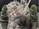 Chatons Maine Coon à vendre