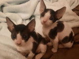 Chatons Cornish Rex LOOF à vendre