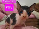 Chatons Cornish Rex LOOF à vendre