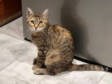 À adopter : chatte tigrée