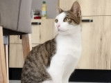 Disponible à l'adoption : chat tigré blanc