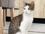 Disponible à l'adoption : chat tigré blanc
