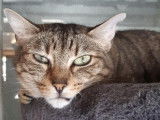 Adoption disponible : chatte tigrée